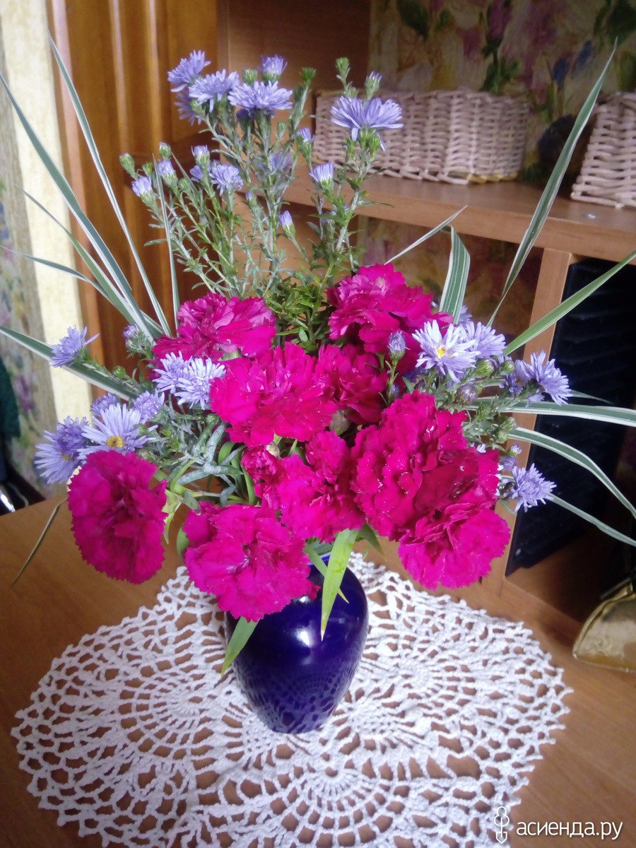 Гвоздика ампельная выращивание