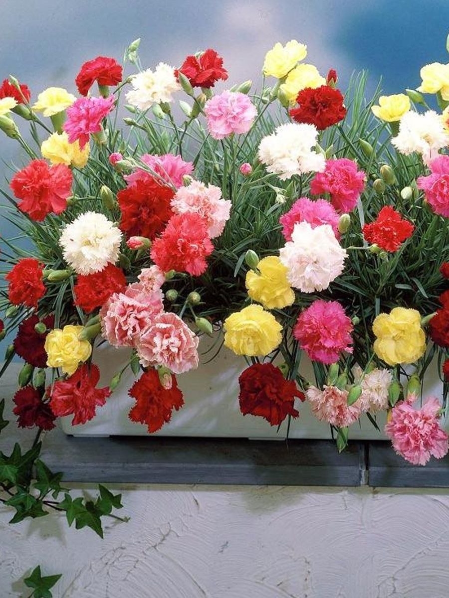 Гвоздика Шабо акварель