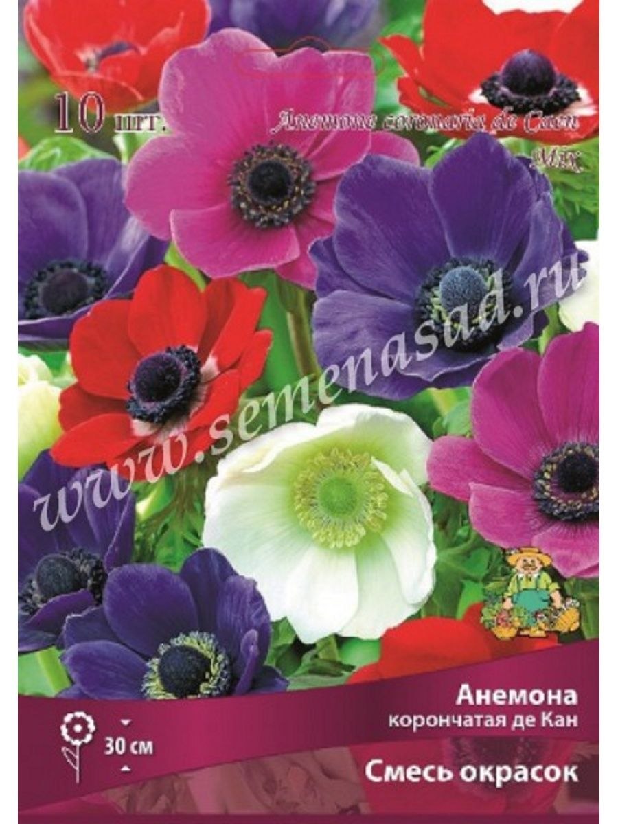 Анемона махровая Вайт