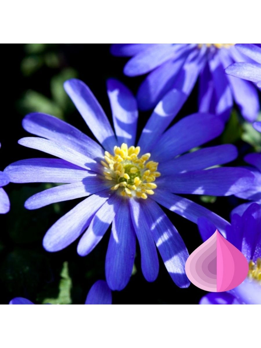 Анемона Marianne Panda White