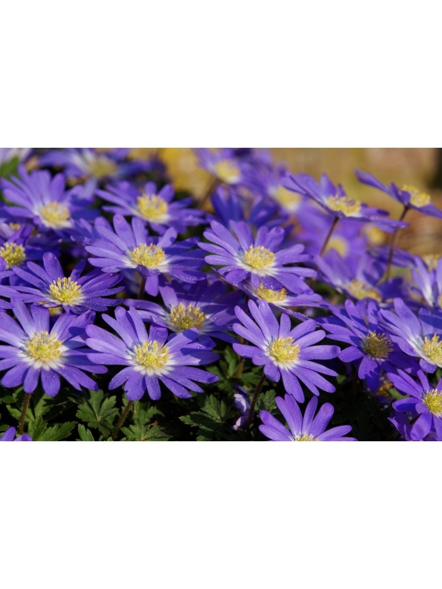 Анемона хубейская