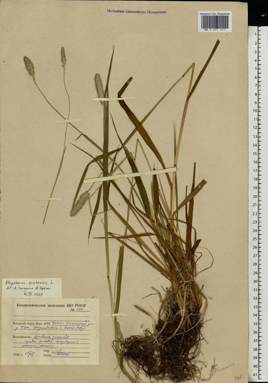 Паспорт растения лисохвост (53 фото)