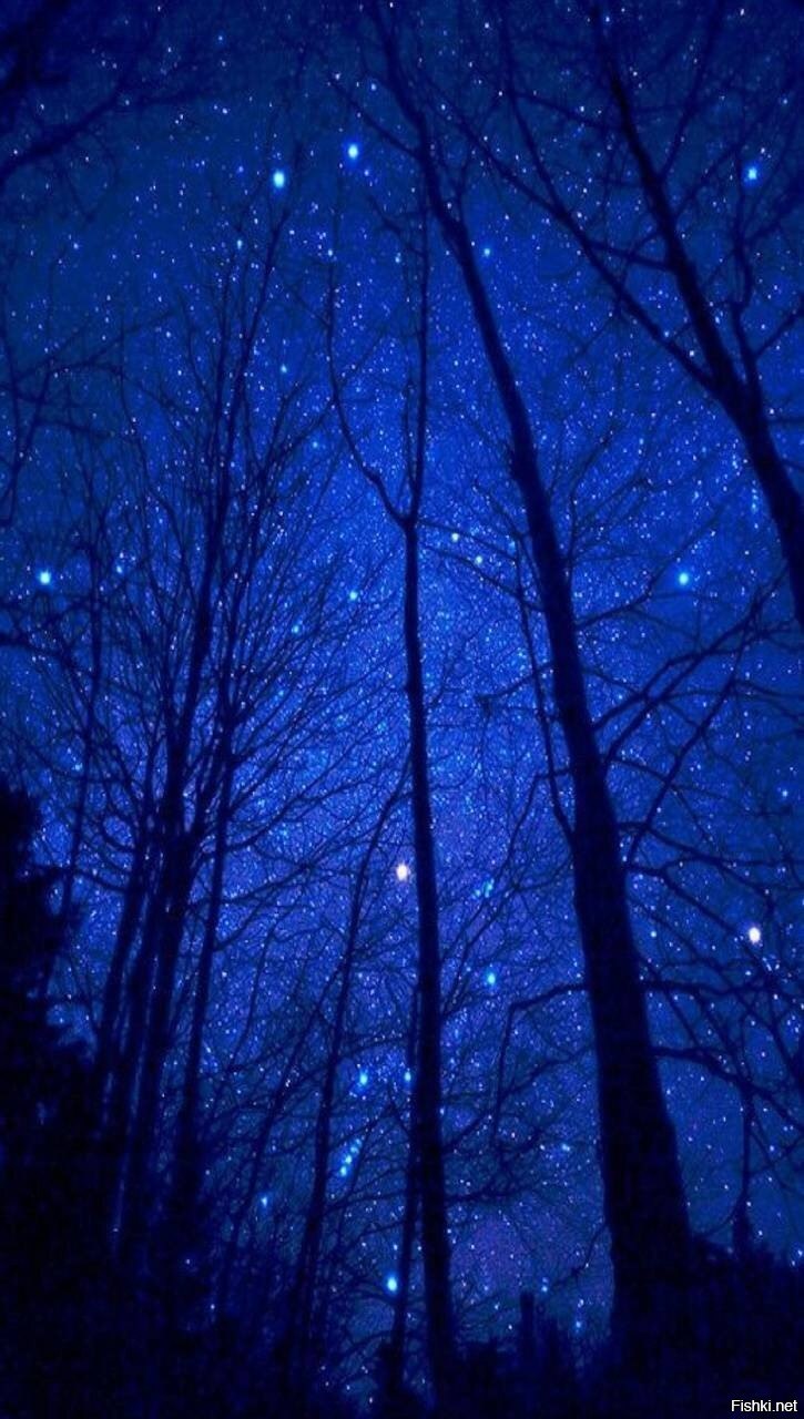 Жакаранда бонсай