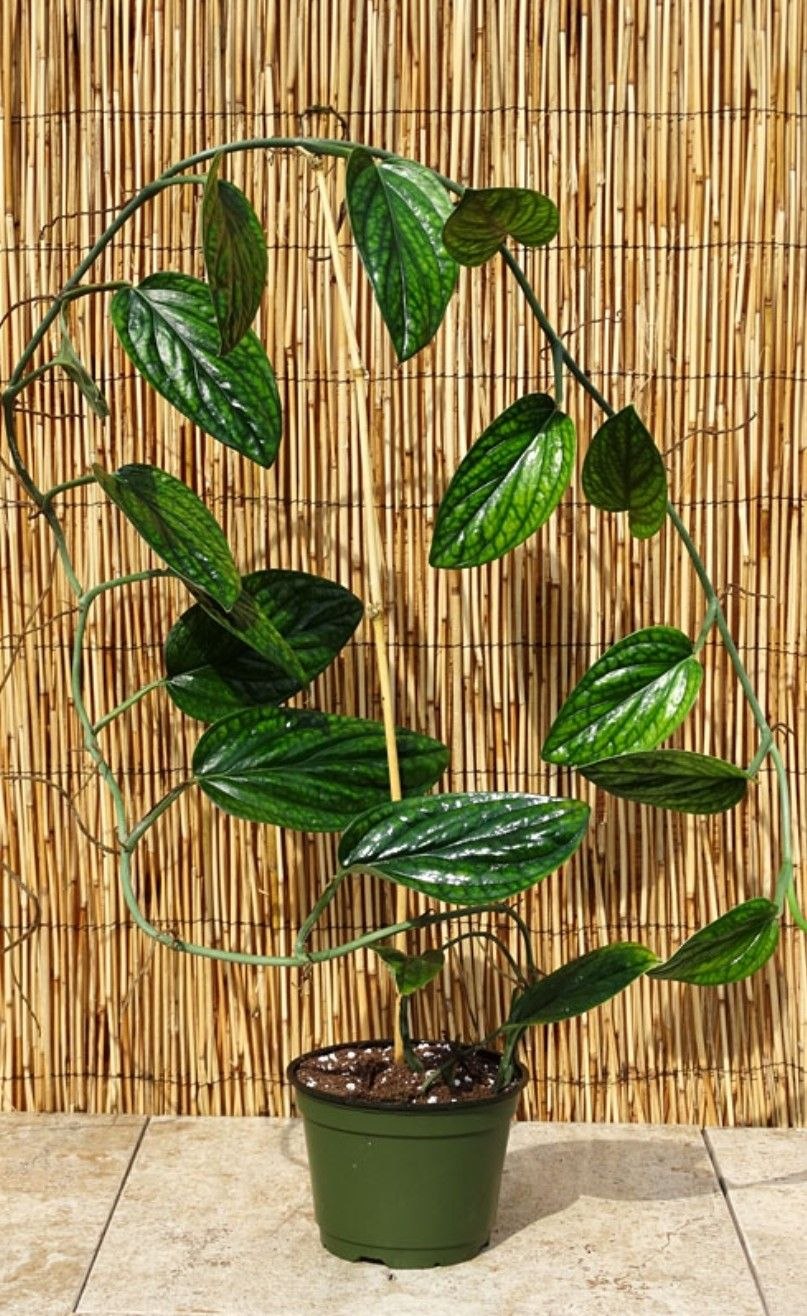 Монстера Карстенианум Monstera karstenianum