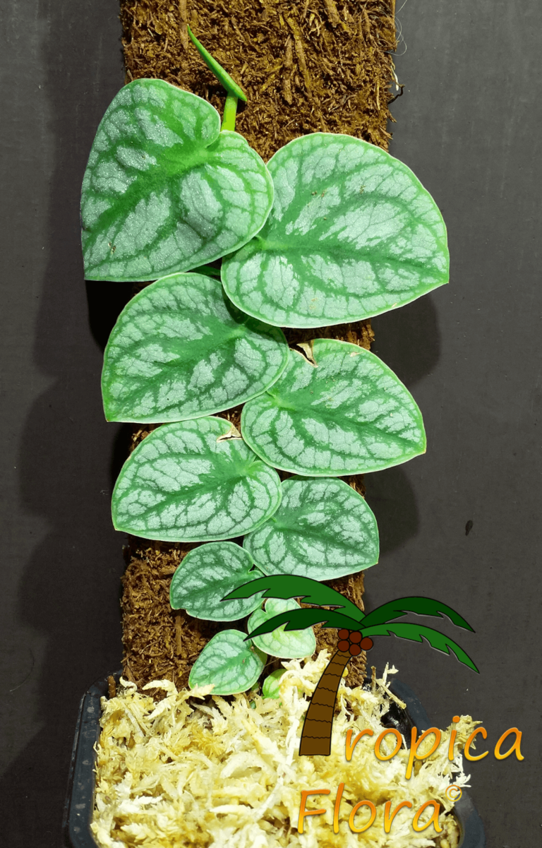 Монстера крупнолистная