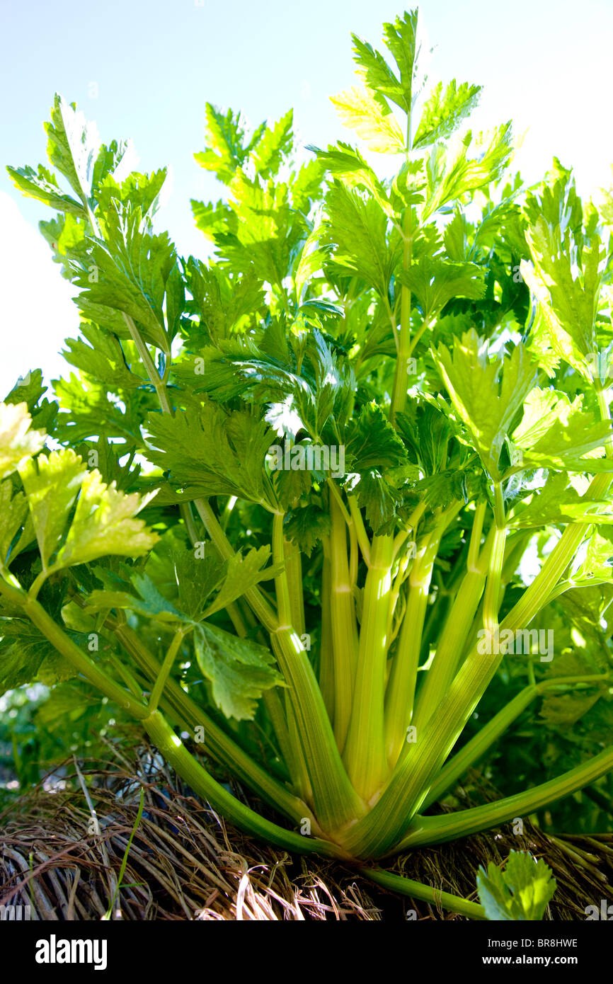 Красный сельдерей