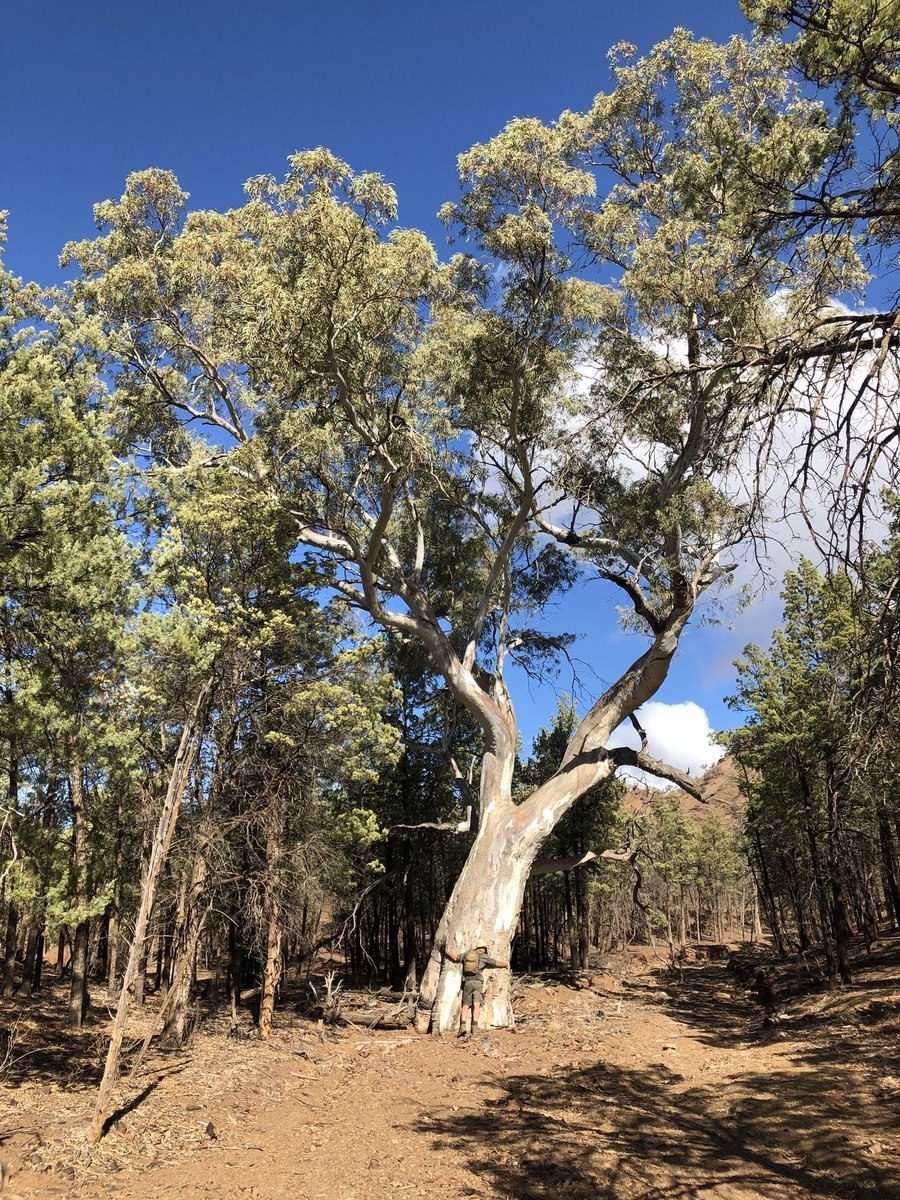 Вилга дерево