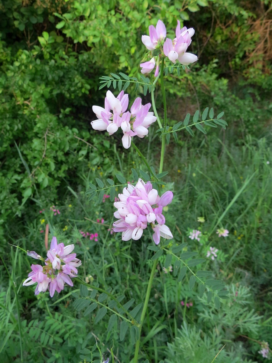 Вязель разноцветный Роуз-Белен