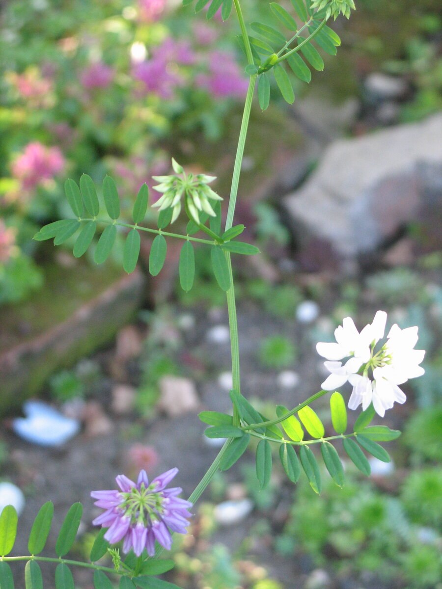 Вязель валенсийский