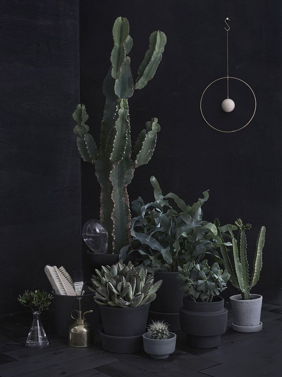 Суккуленты Пинтерест