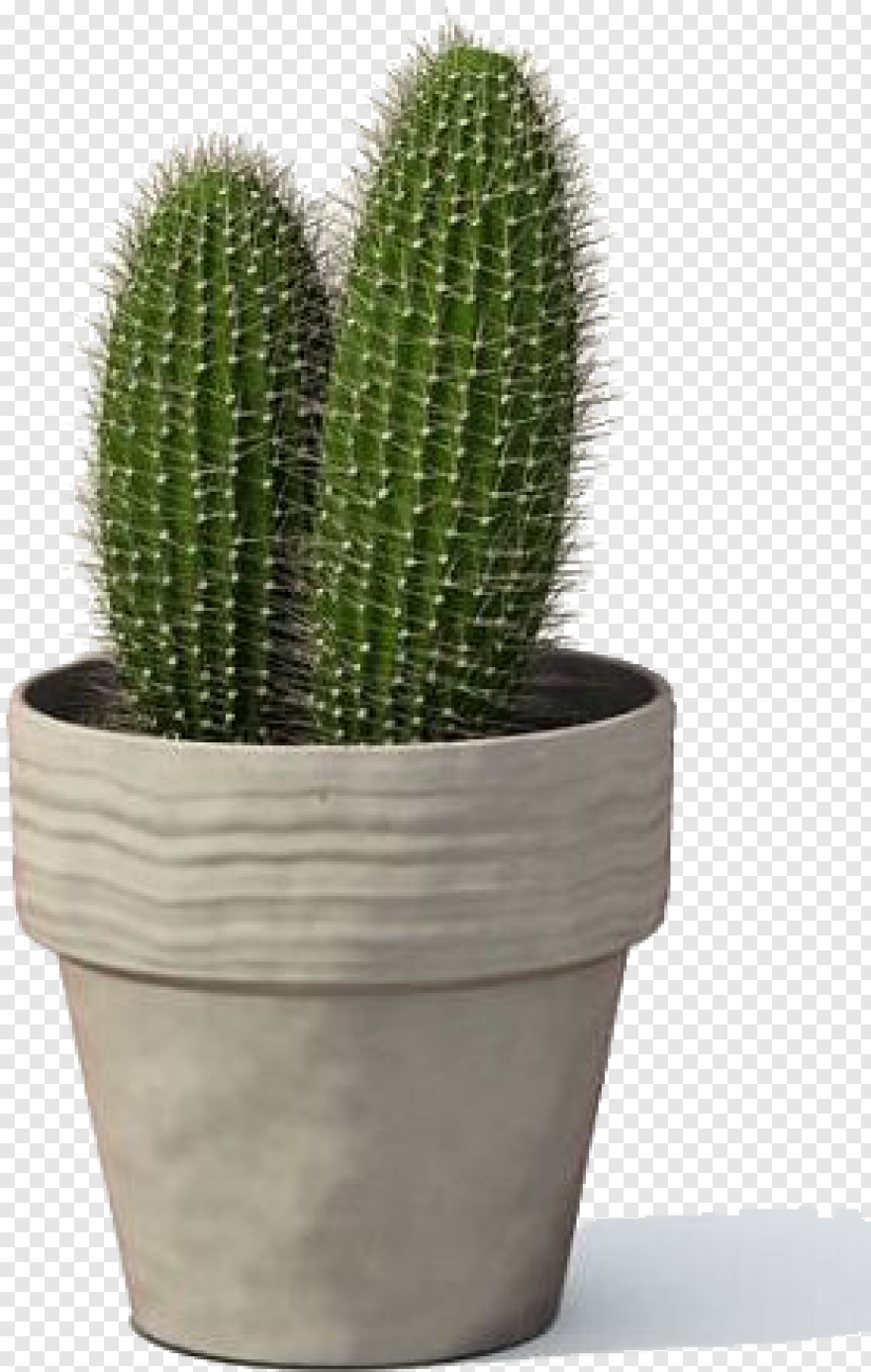 Прозрачный Кактус