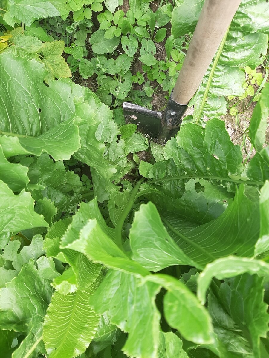 Хрен поставленный