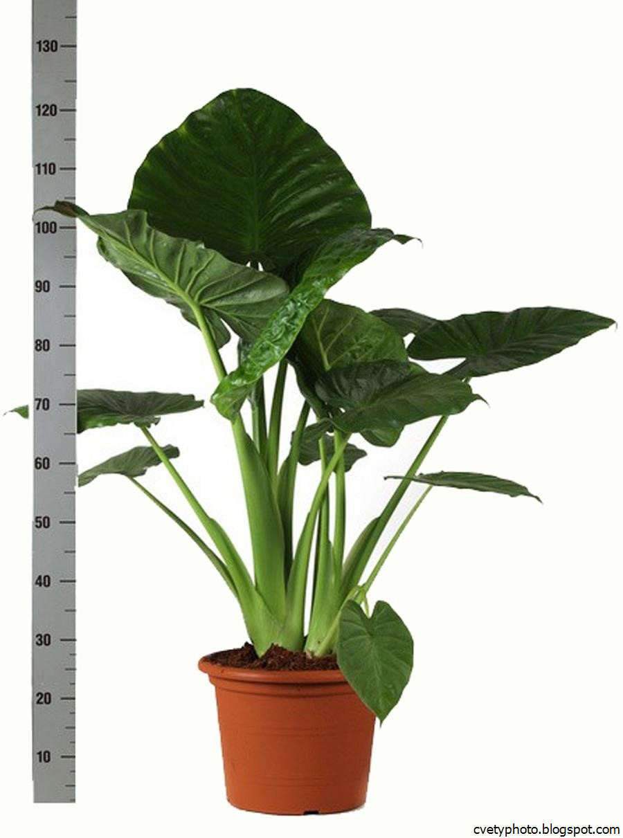 Алоказия Calidora