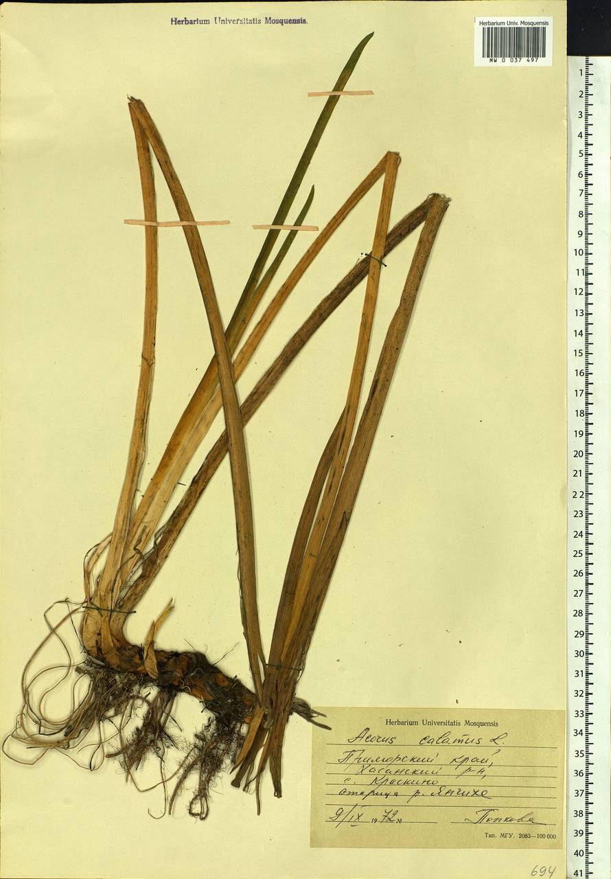 АИР болотный гербарий