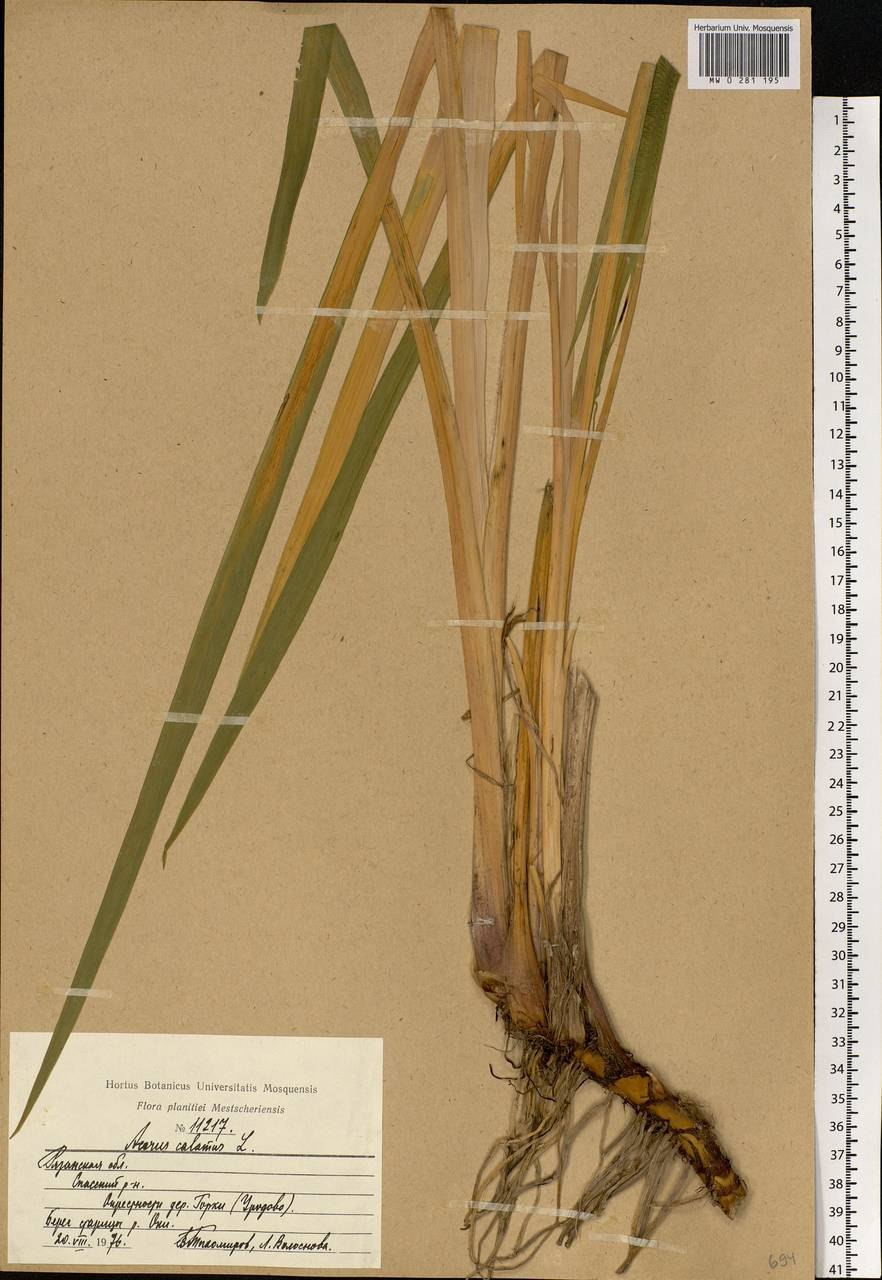 АИР обыкновенный гербарий