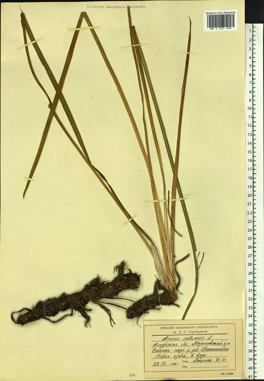 Фармакопея аир болотный (61 фото)