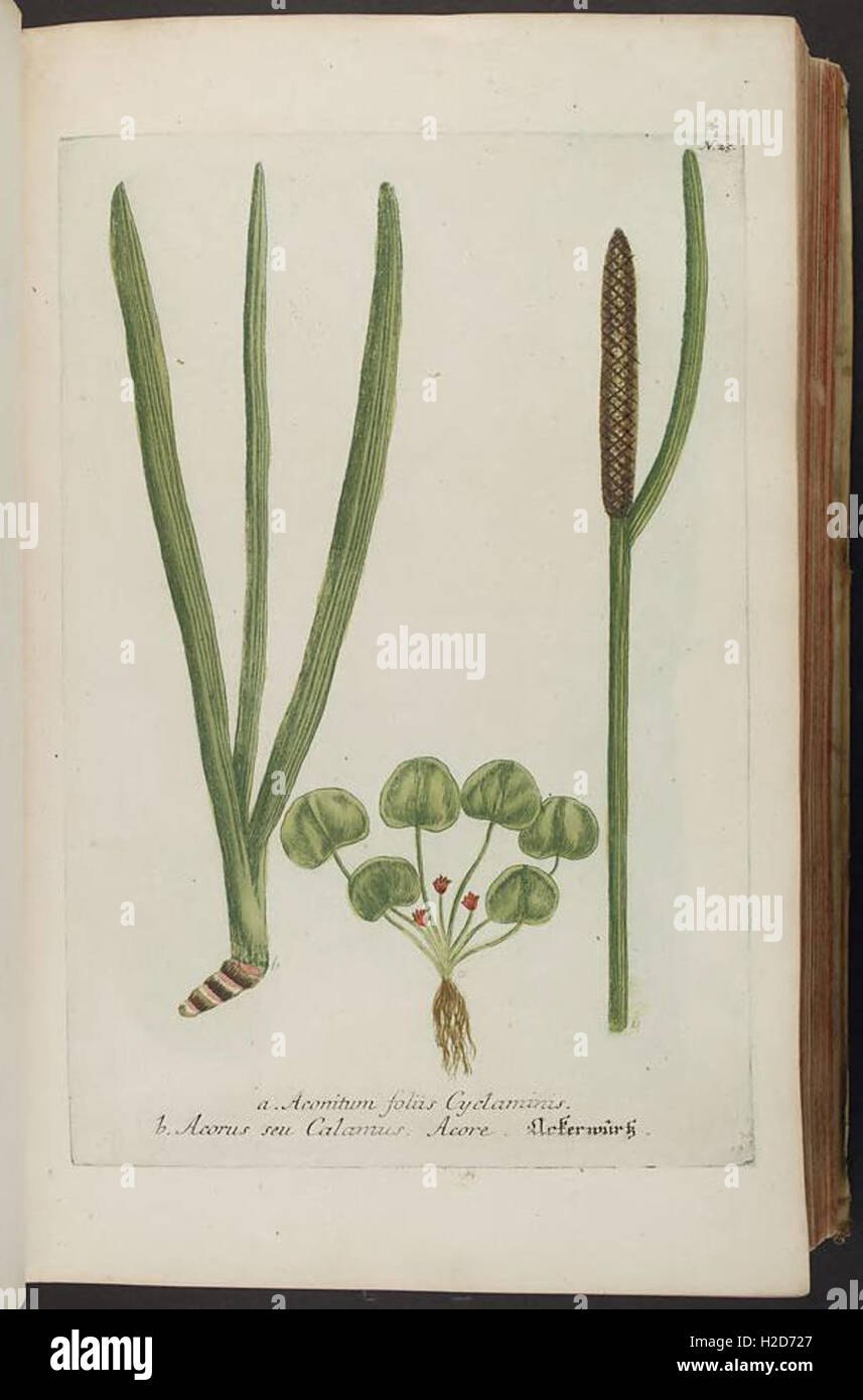 АИР болотный ГФ