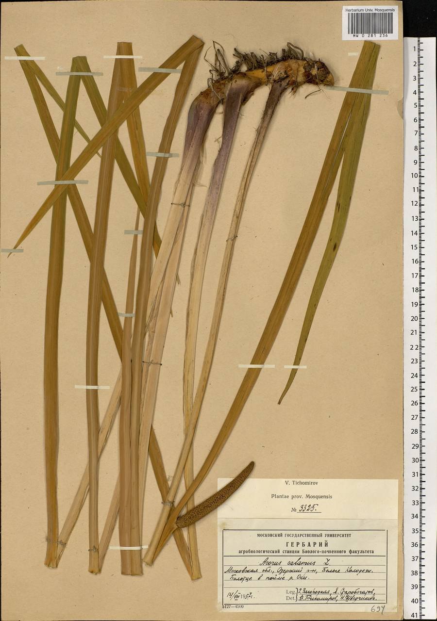 АИР болотный семена