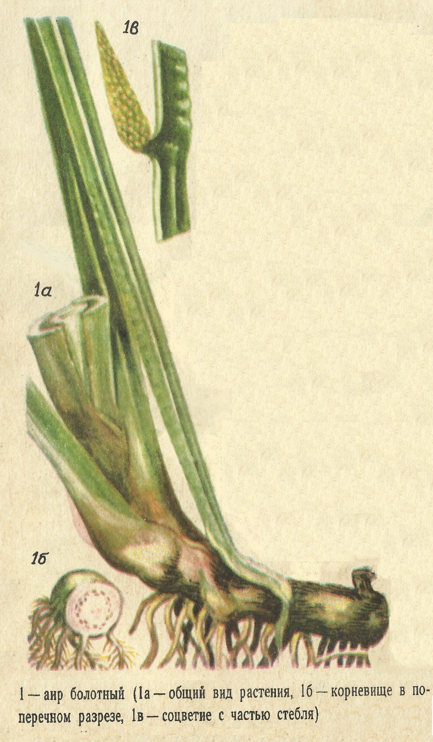 АИР обыкновенный корневища