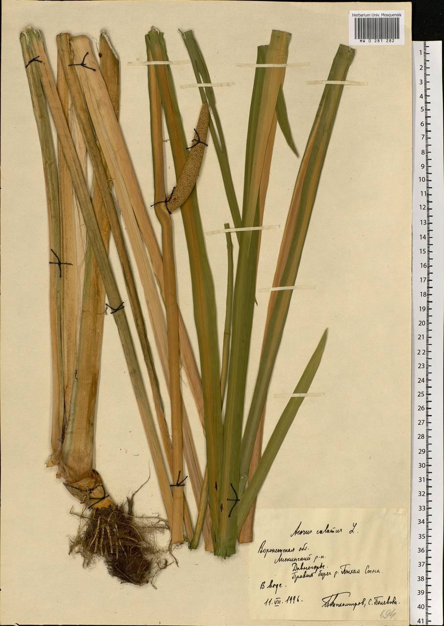 АИР обыкновенный гербарий