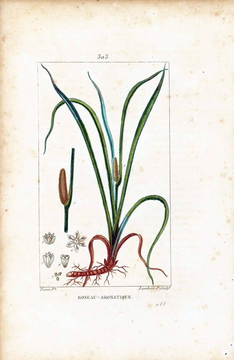 АИР обыкновенный гербарий