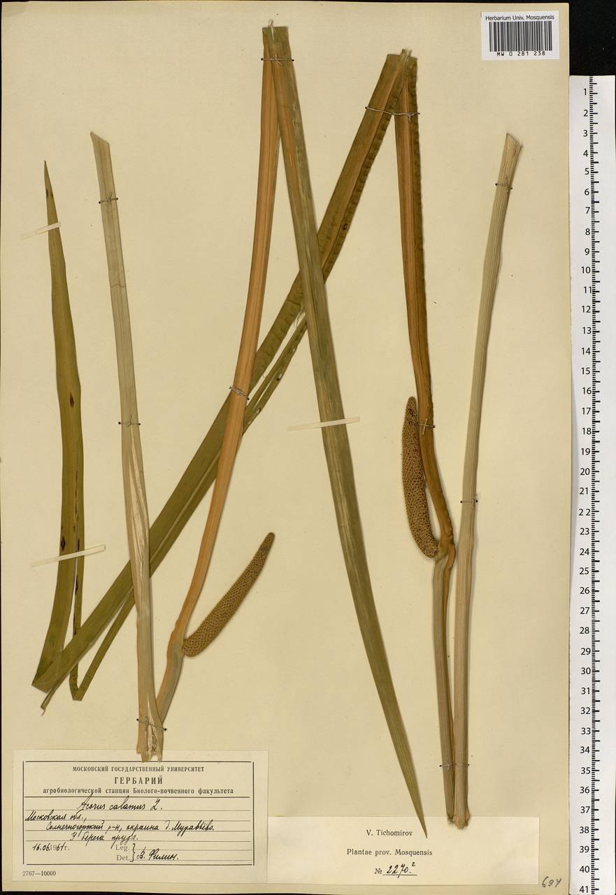 Acorus Calamus гербарий