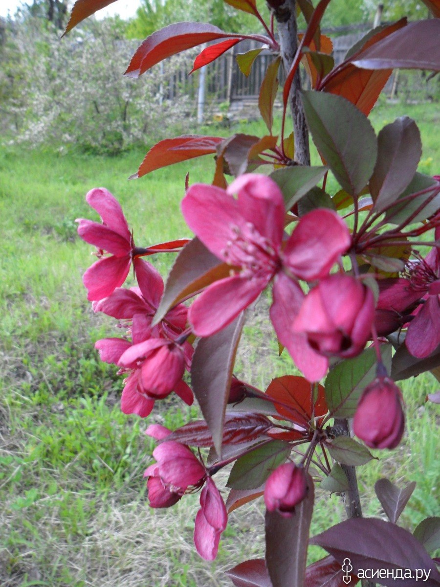 Яблоня краснолистная