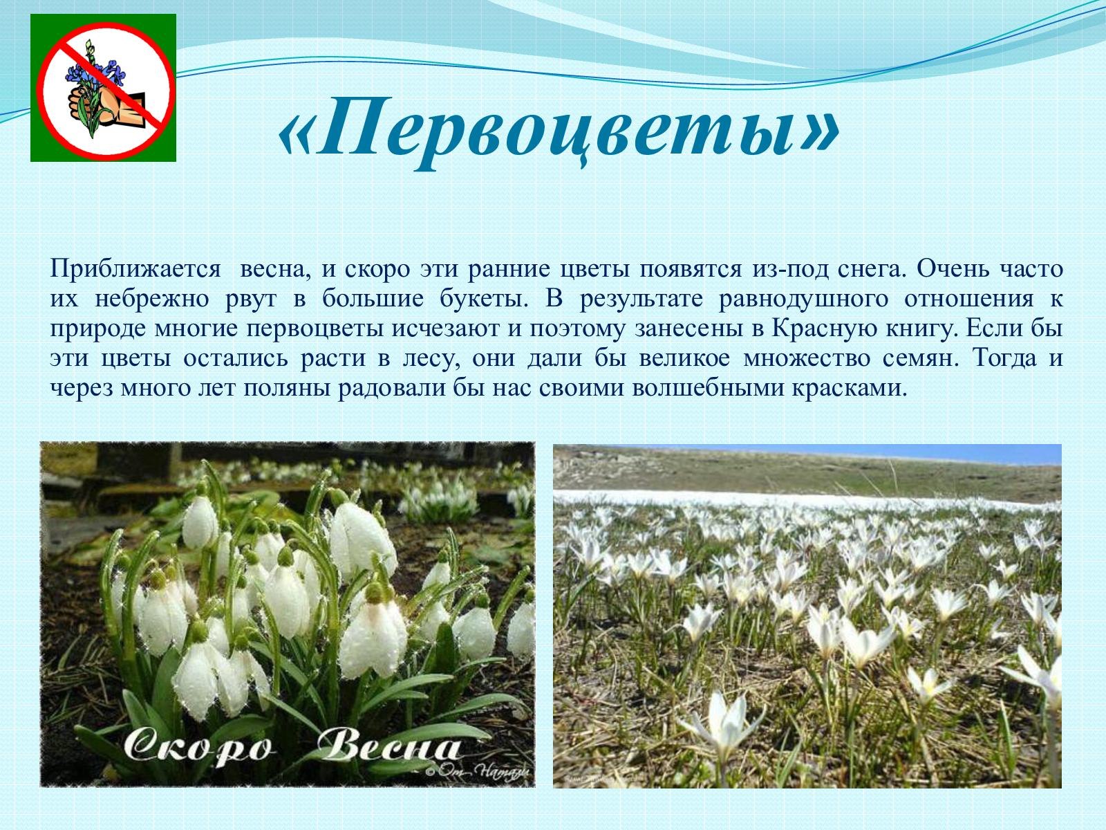Растения Башкортостана Занесенные В Красную