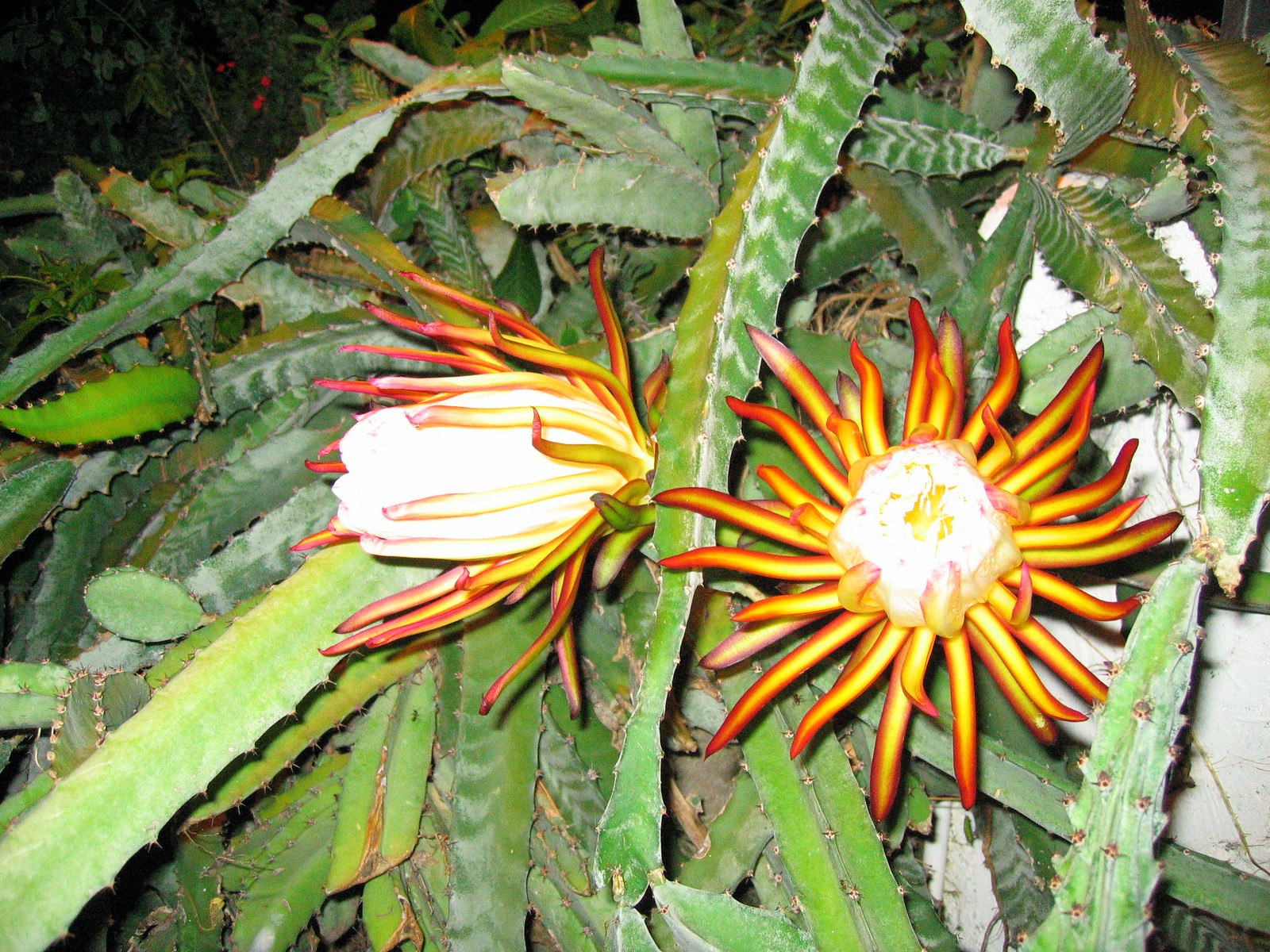 Питахайя растение фото. Питахайя цветение. Гилоцереус - питахайя.. Питахайя цветет. Питахайя опыление.