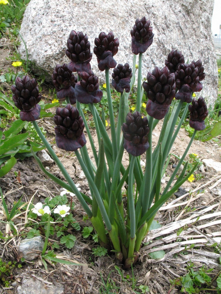 Аллиум голубой (Allium caeruleum)