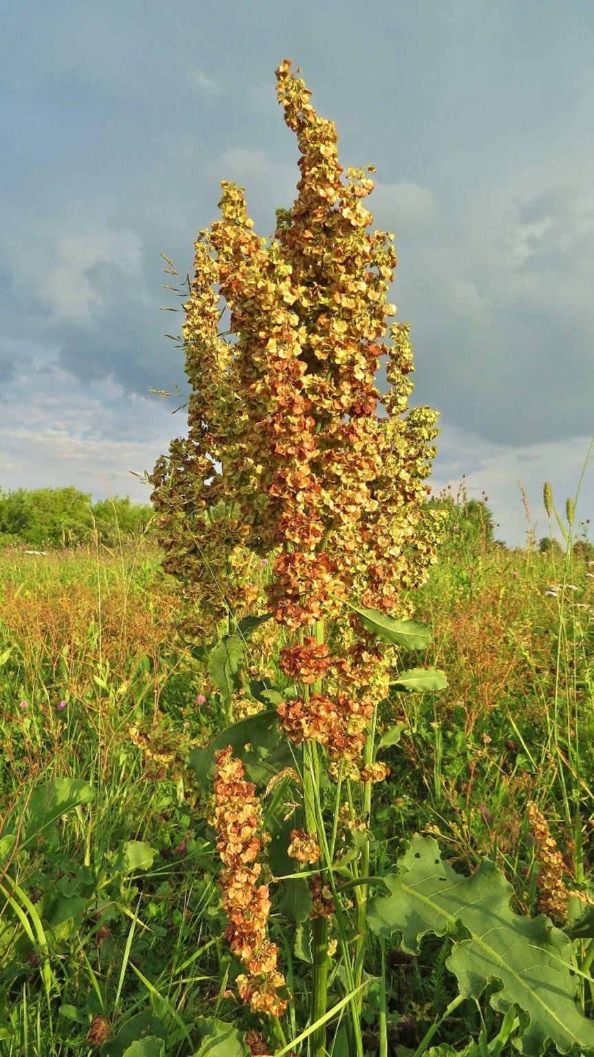 Лошадиная трава. Щавель конский (Rumex confertus). Конский щавель авелук. Конский щавель (Rumex crispus). Конский щавель (дикий щавель).