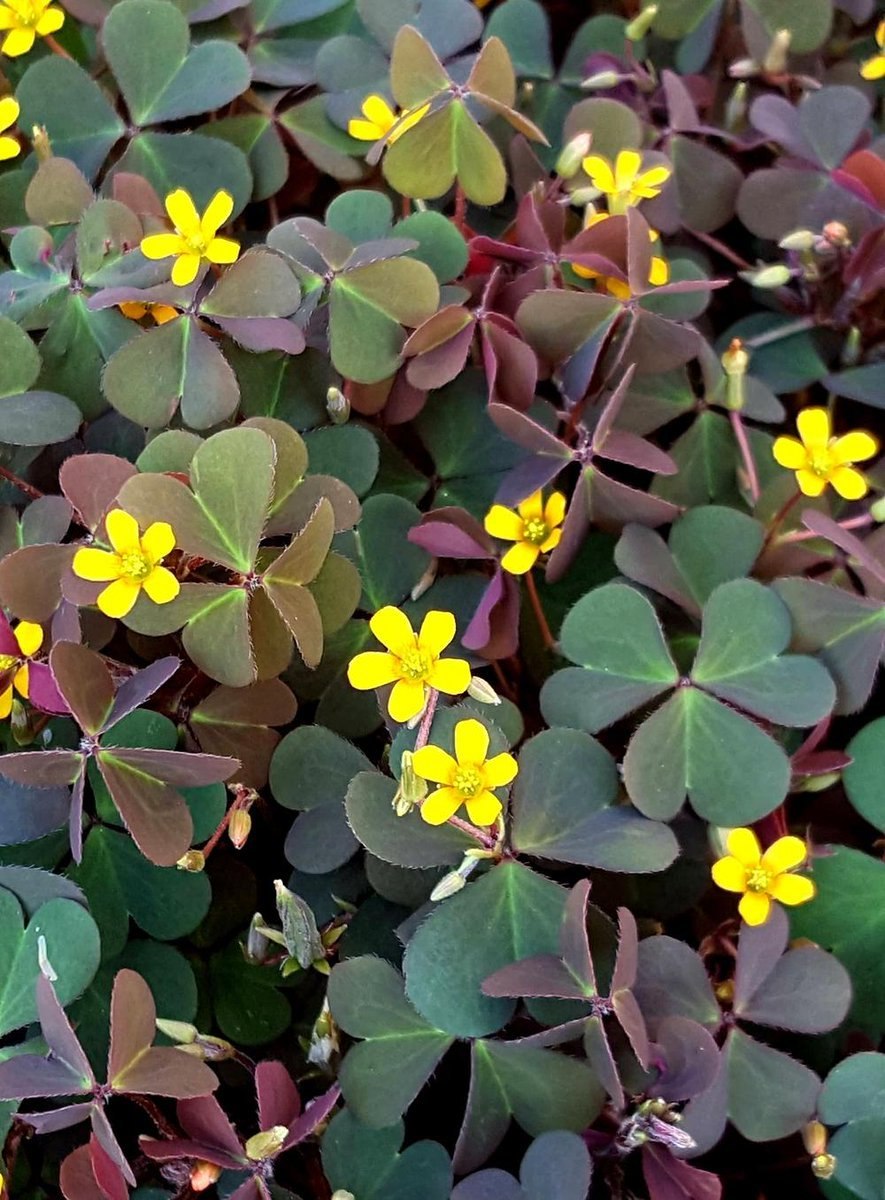 Кислица рожковая (Oxalis corniculata)