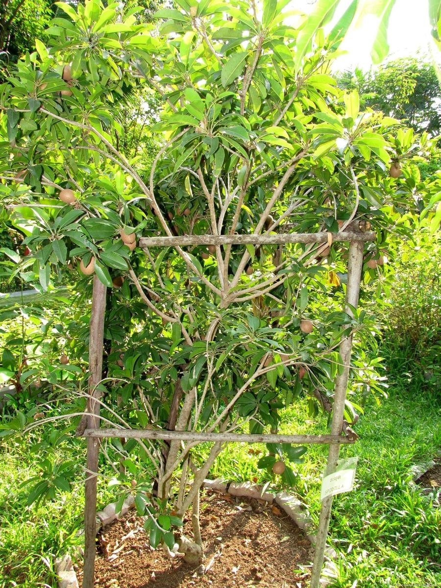 Саподилла каучук