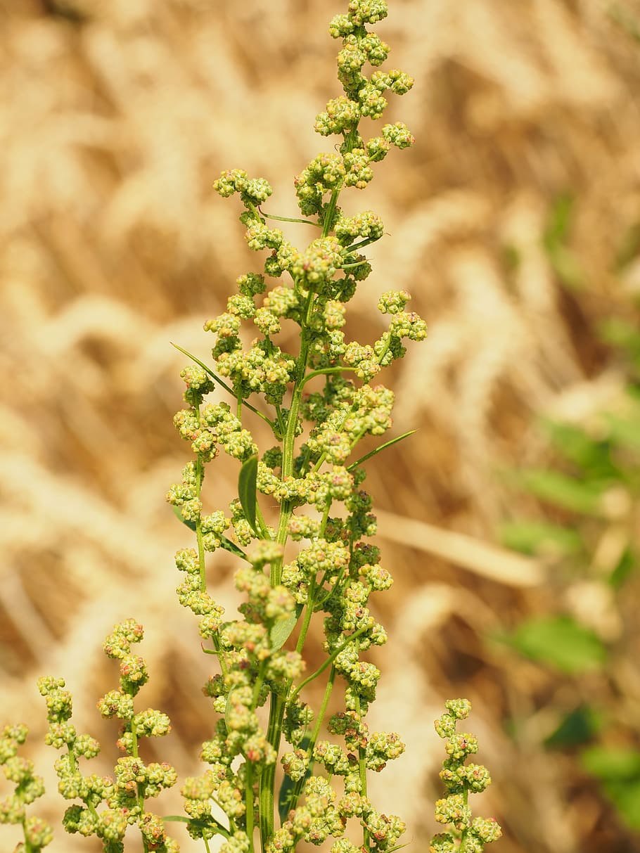 Щавель Луговой