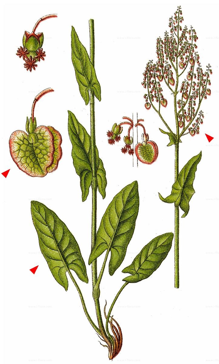 Щавель кислый Rumex acetosa