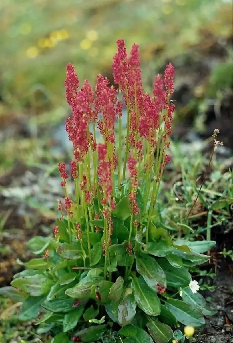 Щавель конский (Rumex confertus Willd.)