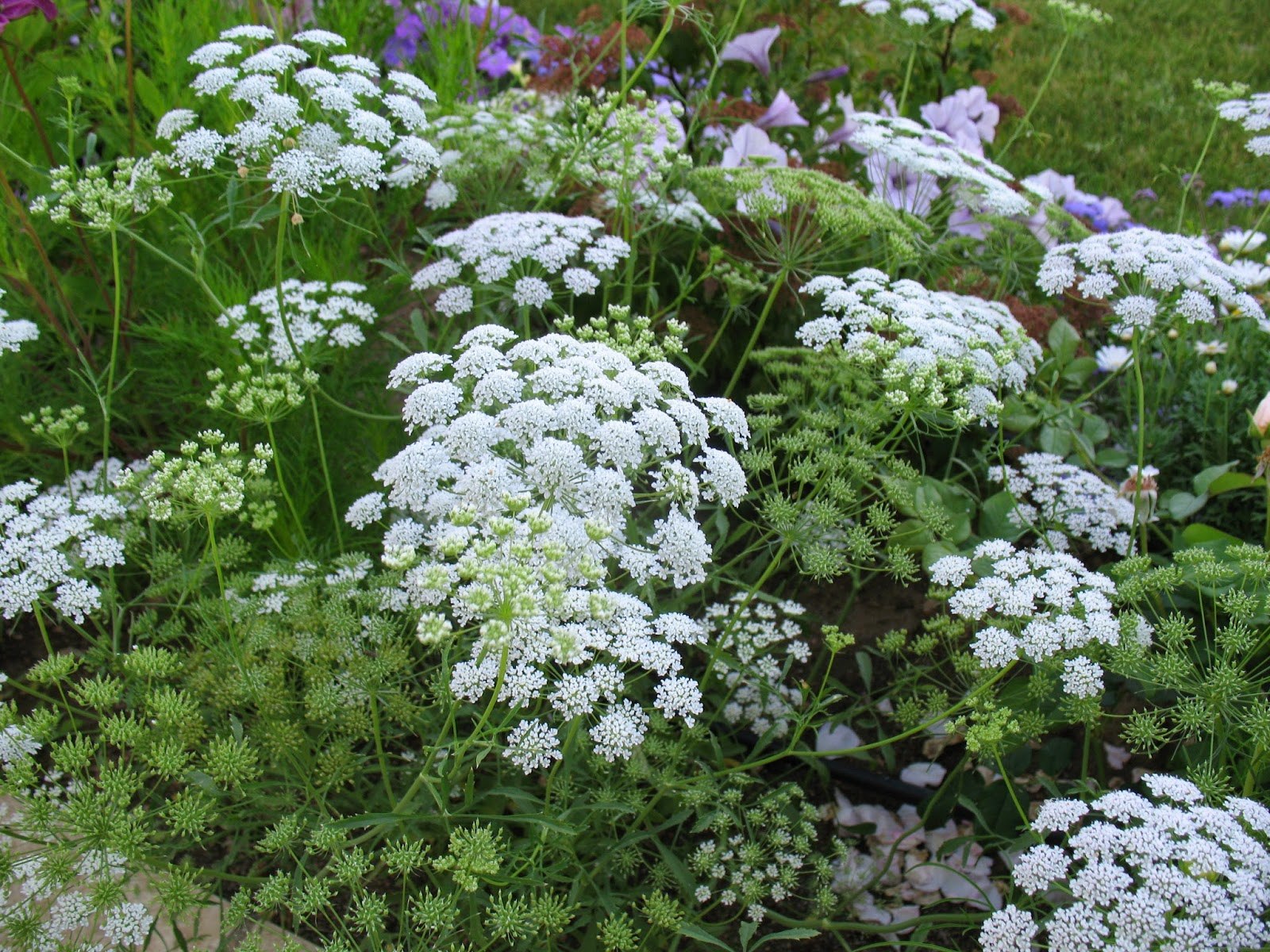 РђРјРјРё Visnaga