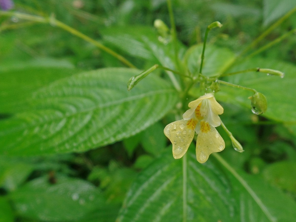 Недотрога мелкоцветковая. Недотрога мелкоцветковая растение. Impatiens parviflora. Растение недотрога 9. Бальзамин (недотрога обыкновенная желтая)..