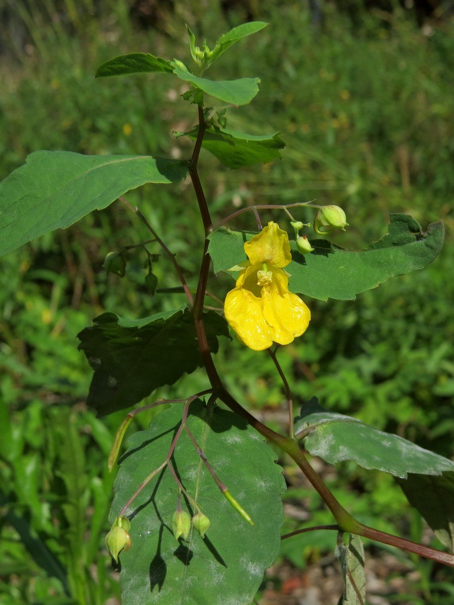 Недотрога обыкновенная (Impatiens Noli-Tangere)