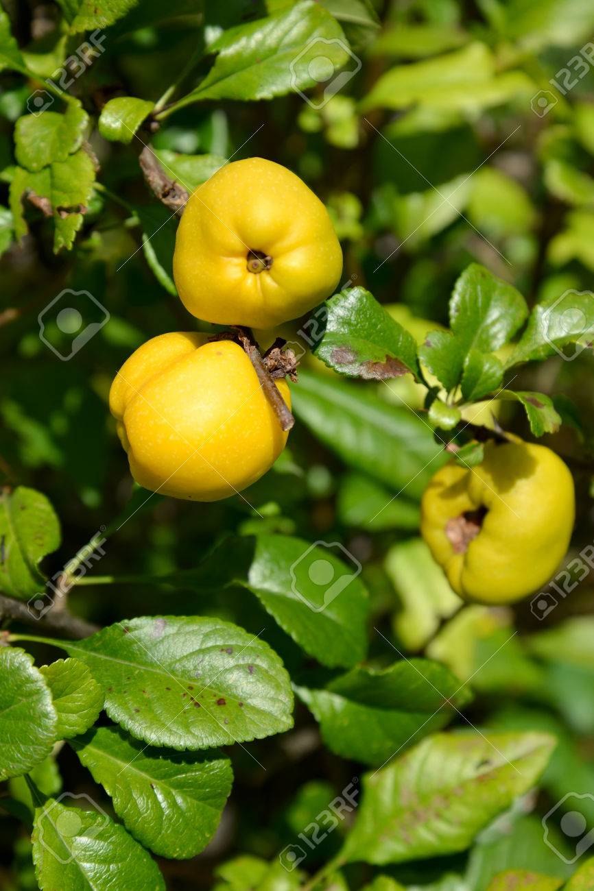 Лимонник жёлтый Дальневосточный