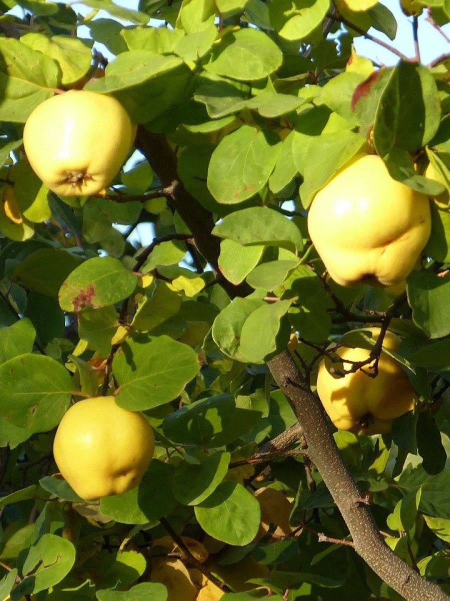 Кустарник с плодами похожими на лимончики (77 фото)