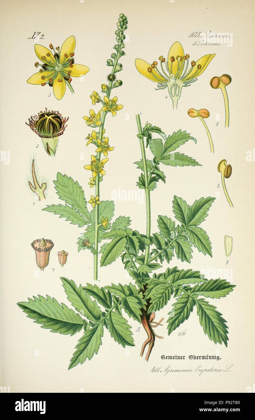 Репешок аптечный