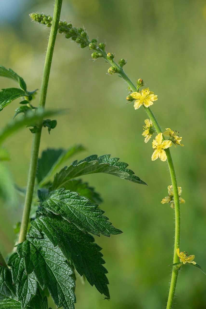 Репешок обыкновенный