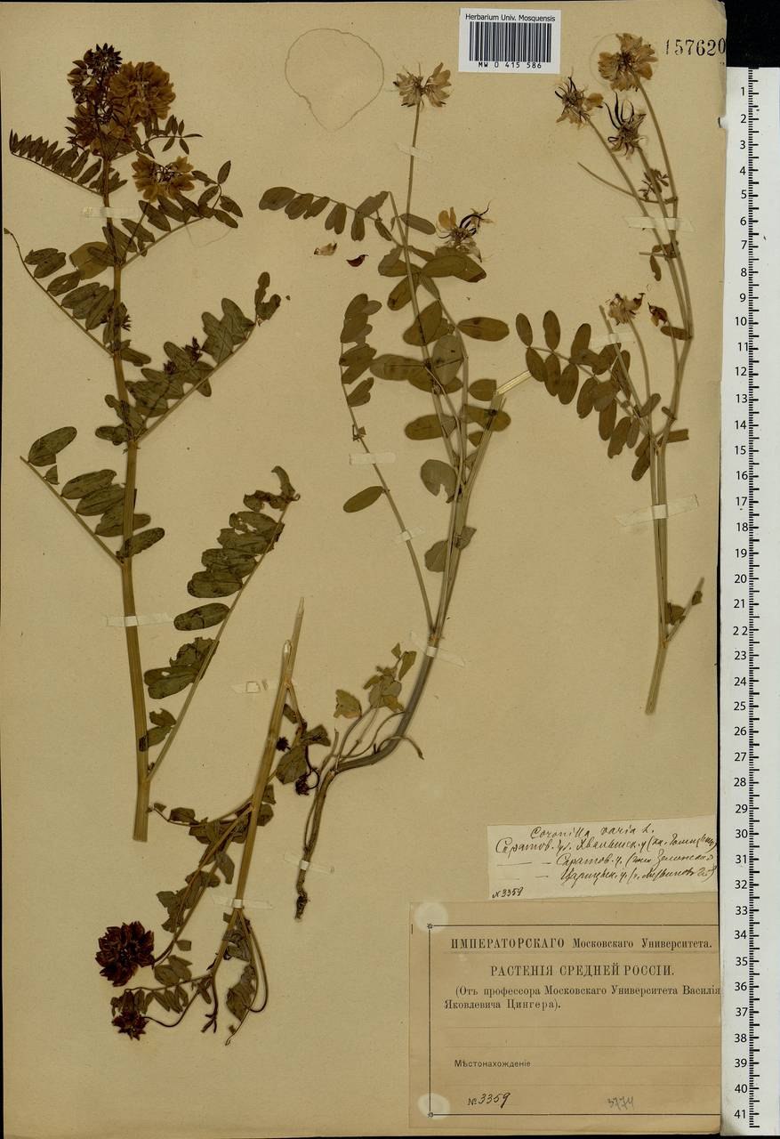 Секироплодник пестрый Вязель