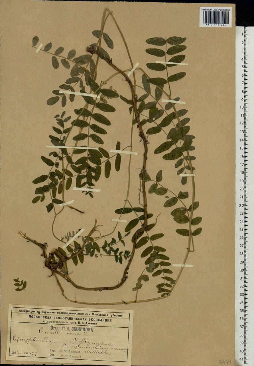 Вязель венец монарха фото