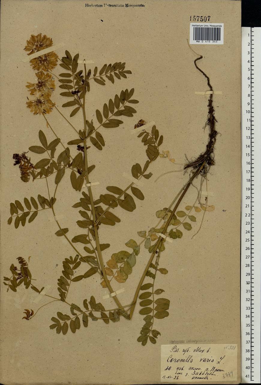 Вязель розовый Бриз