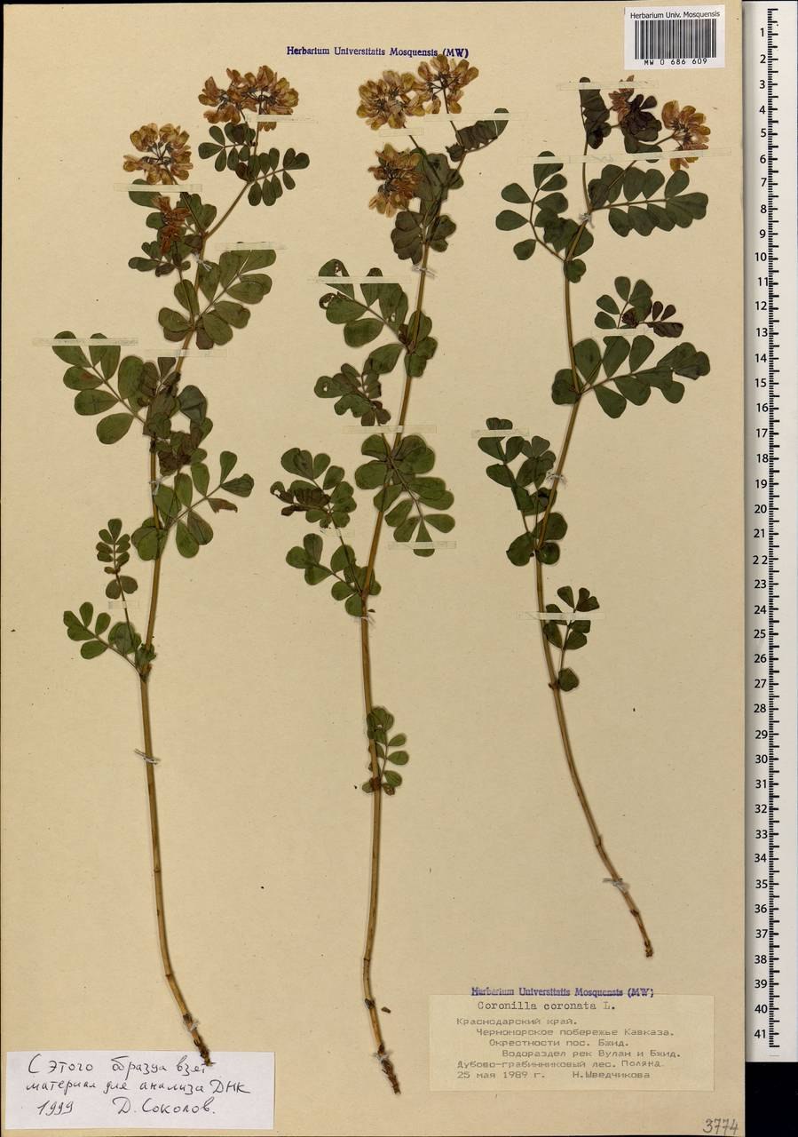 Вязель белый