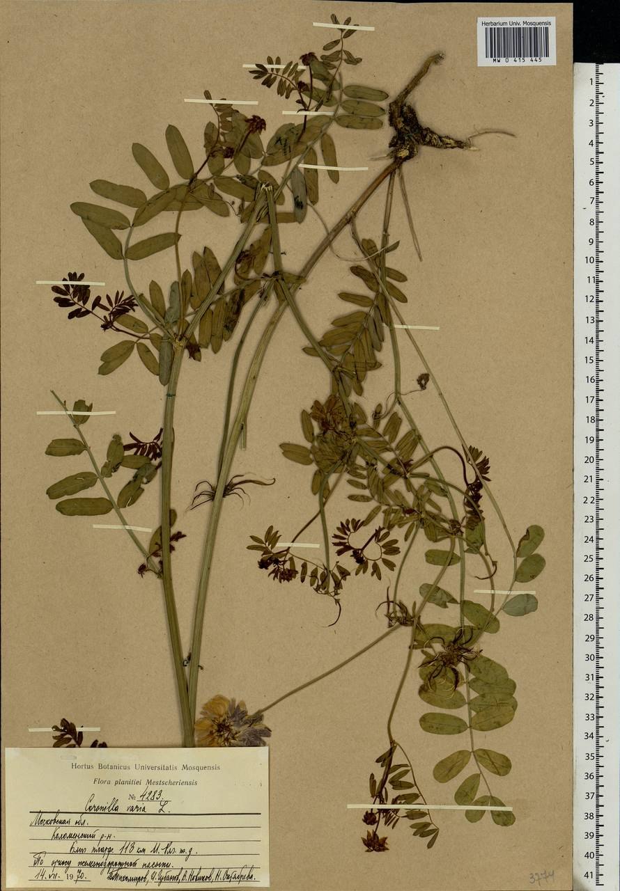 Вязель пестрый