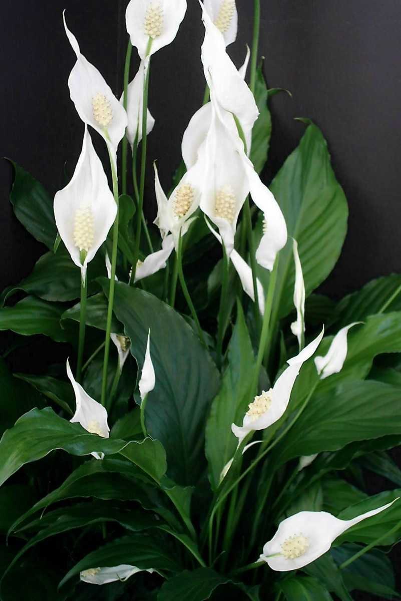 Спатифиллум Уоллиса (Spathiphyllum wallisii)