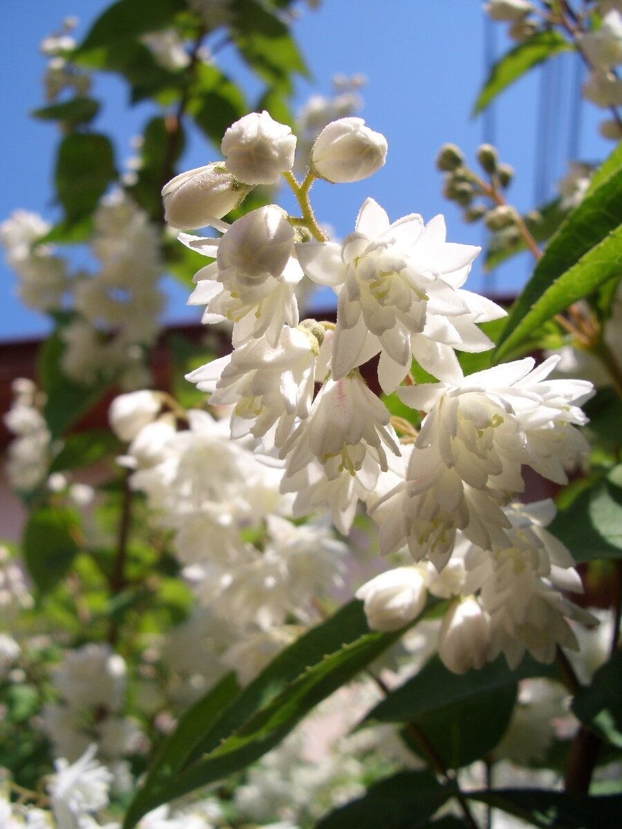 Дейция белоснежная